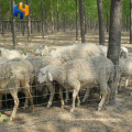 Moutons de moutons en gros de la clôture de bétail